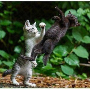 Meet your Posher, Quadratic